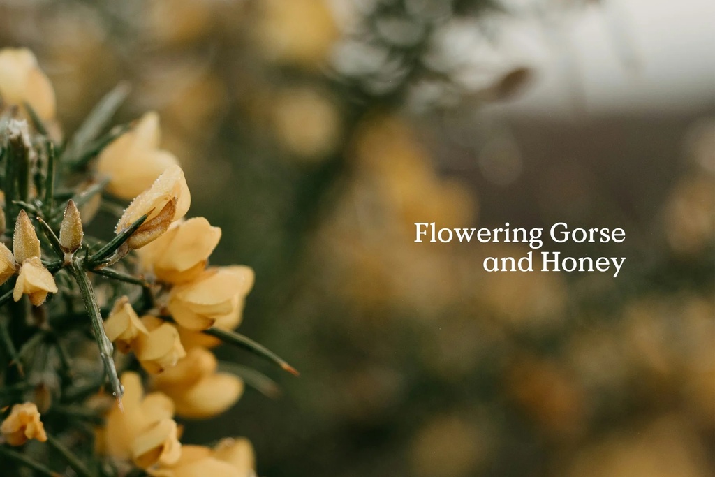 Folk kerti 40 klst - Belong